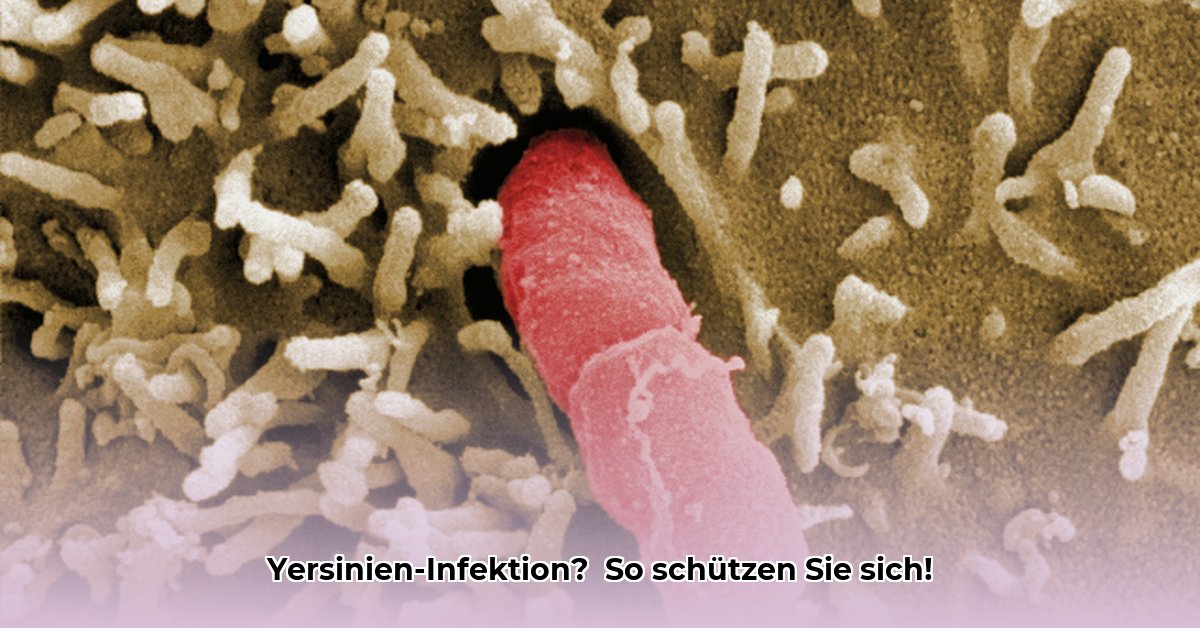 yersinien-infektion